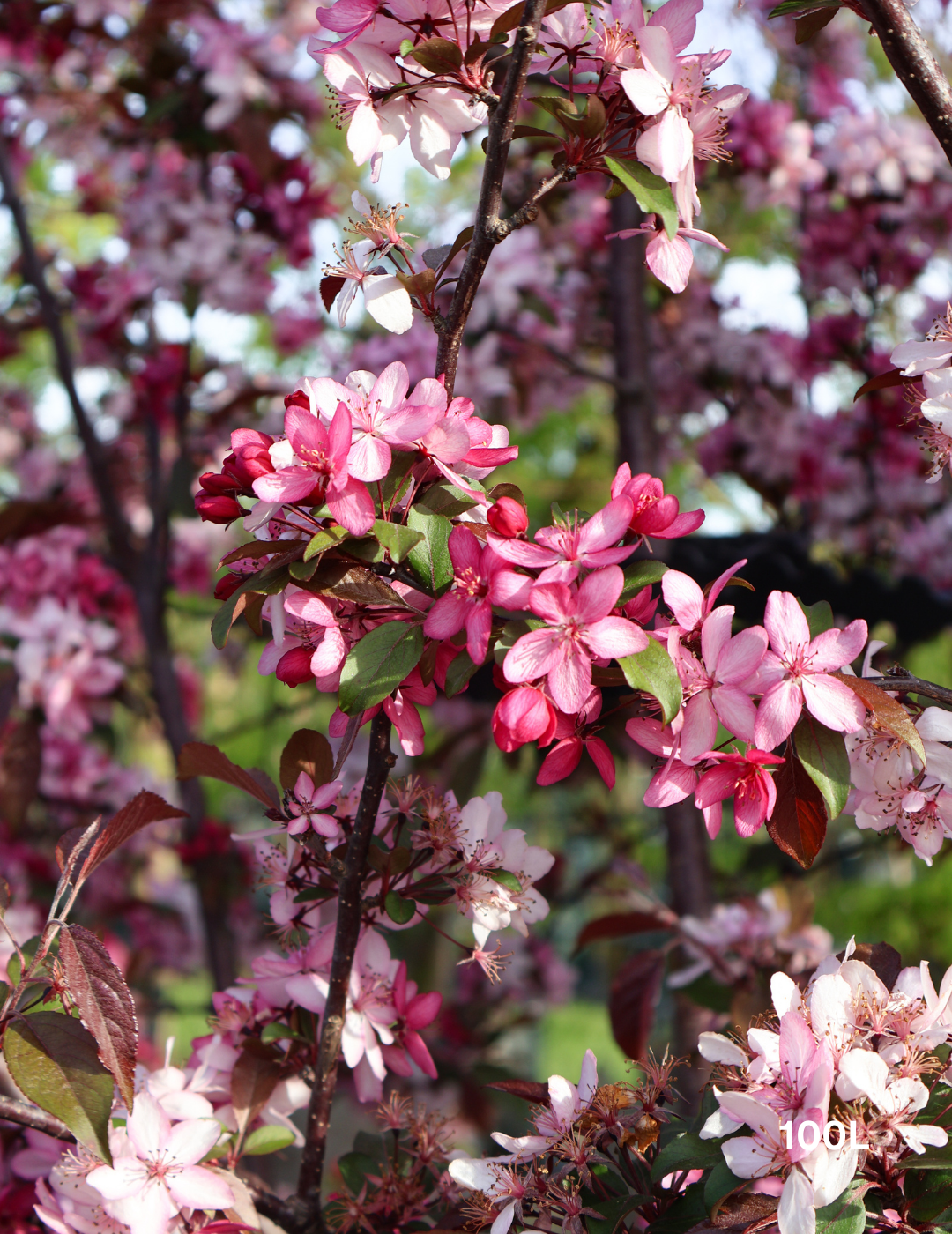 Malus 'Royal Raindrops' - Evergreen Trees Direct