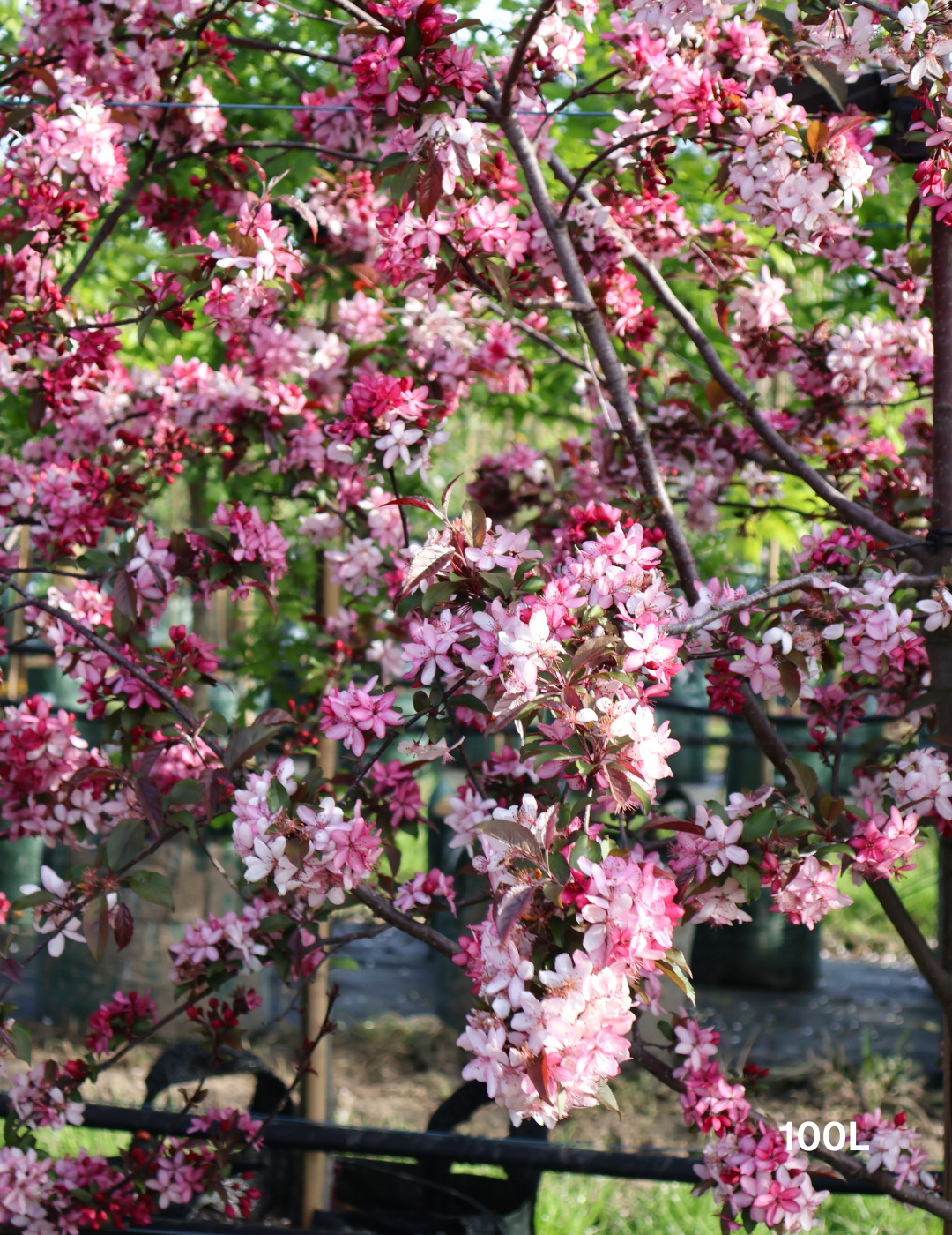 Malus 'Royal Raindrops' - Evergreen Trees Direct