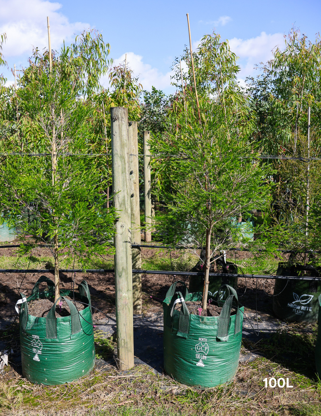 Melaleuca bracteata 'Revolution Green' - Evergreen Trees Direct