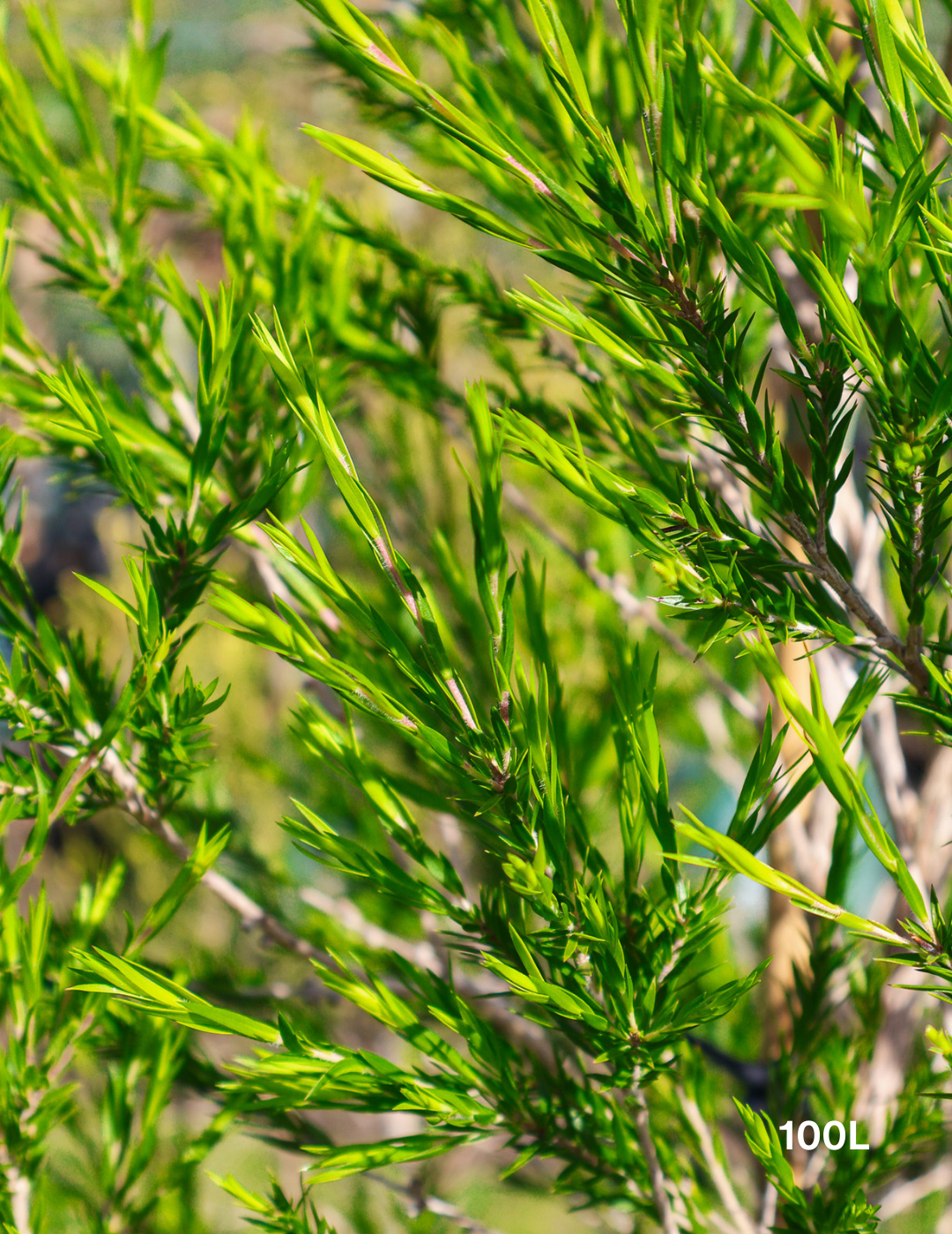 Melaleuca bracteata 'Revolution Green' - Evergreen Trees Direct