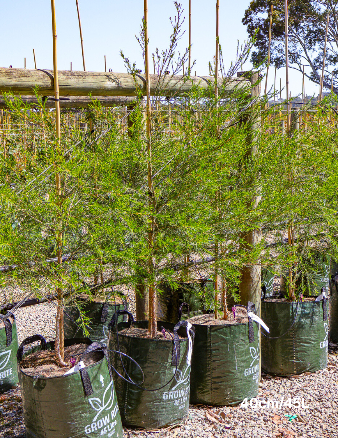 Melaleuca armillaris - Evergreen Trees Direct