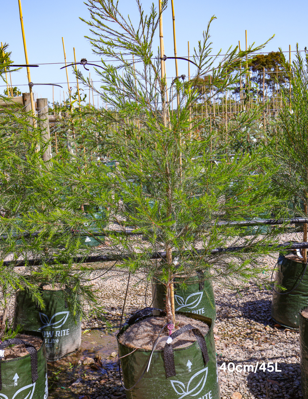 Melaleuca armillaris - Evergreen Trees Direct