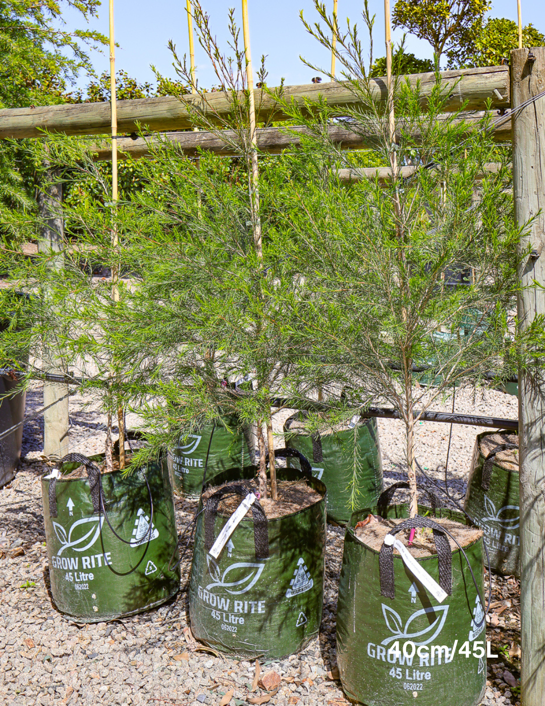 Melaleuca armillaris - Evergreen Trees Direct