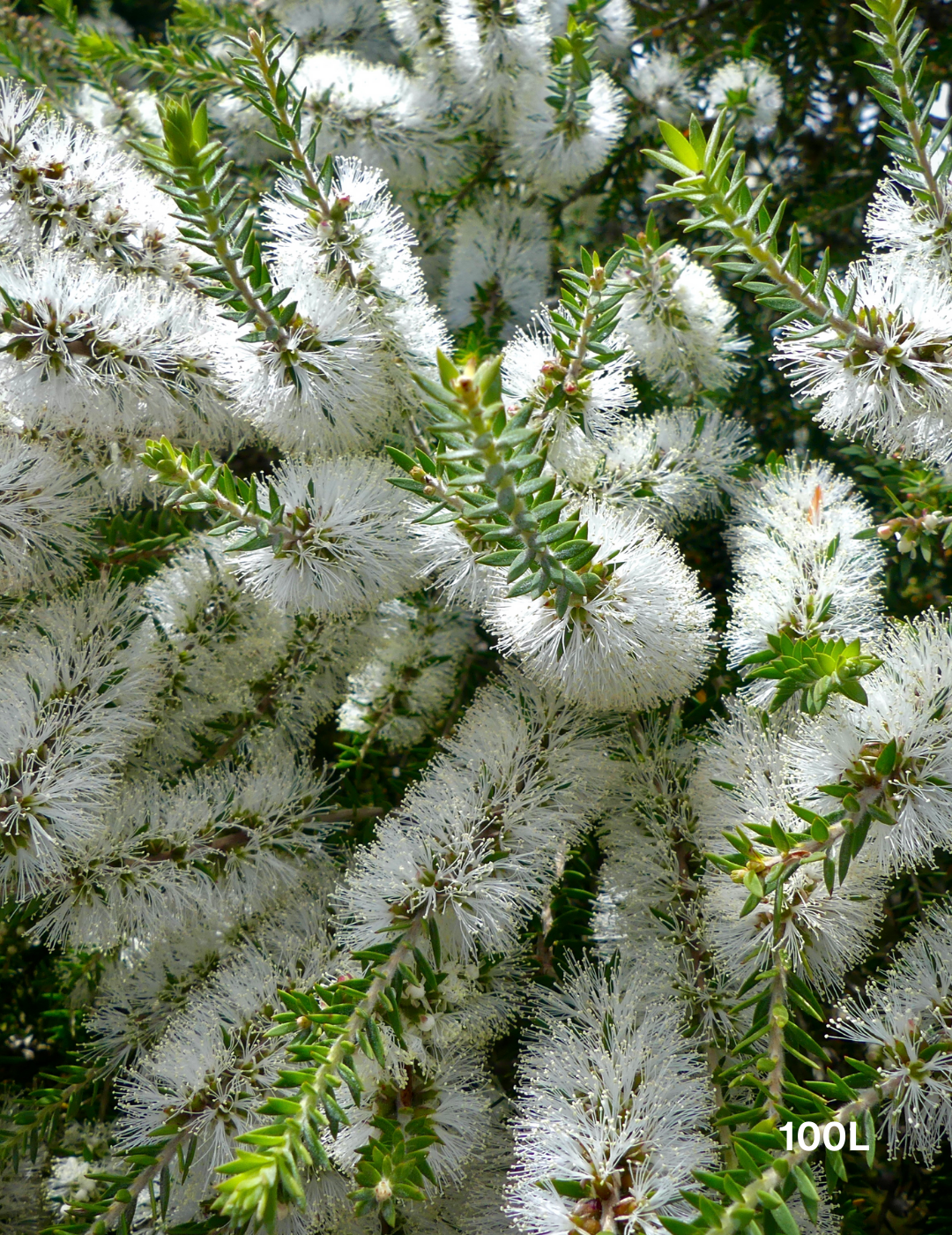 Melaleuca lanceolata (Moonah Tree) - Evergreen Trees Direct