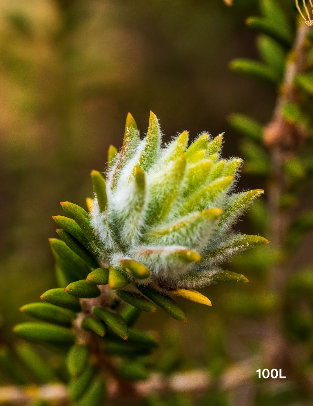 Melaleuca lanceolata (Moonah Tree) - Evergreen Trees Direct