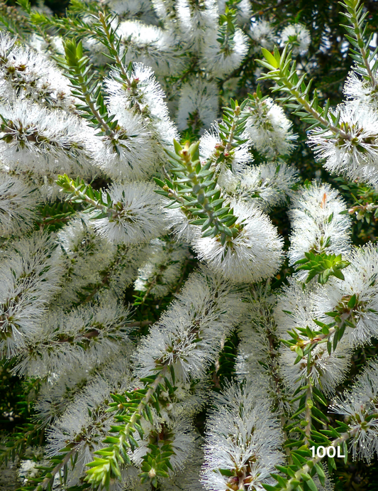 Melaleuca lanceolata