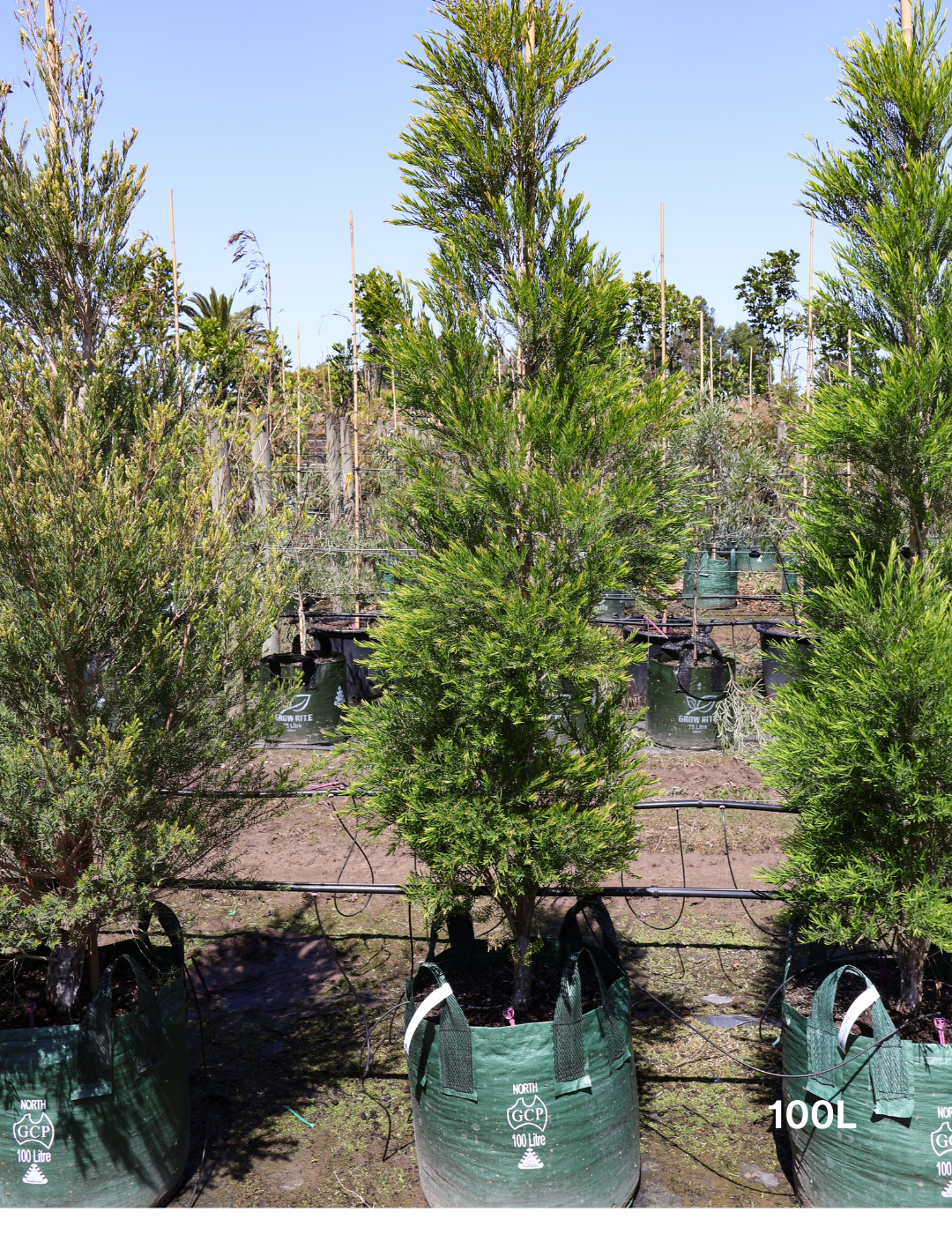 Melaleuca linariifolia - Evergreen Trees Direct