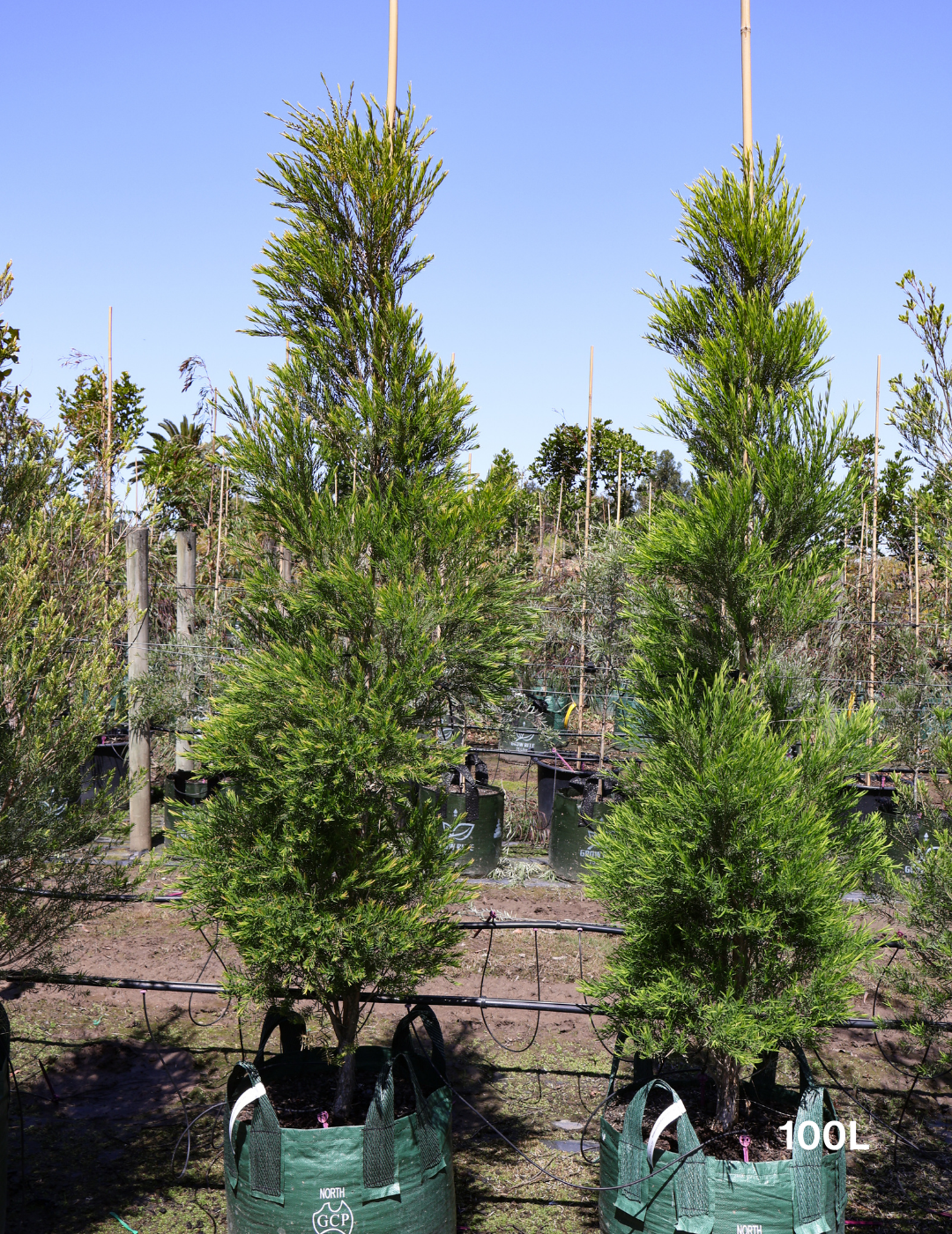 Melaleuca linariifolia - Evergreen Trees Direct