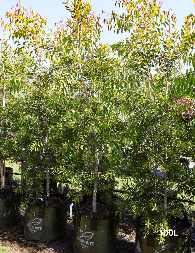 Melaleuca quinquenervia (paper bark tree)