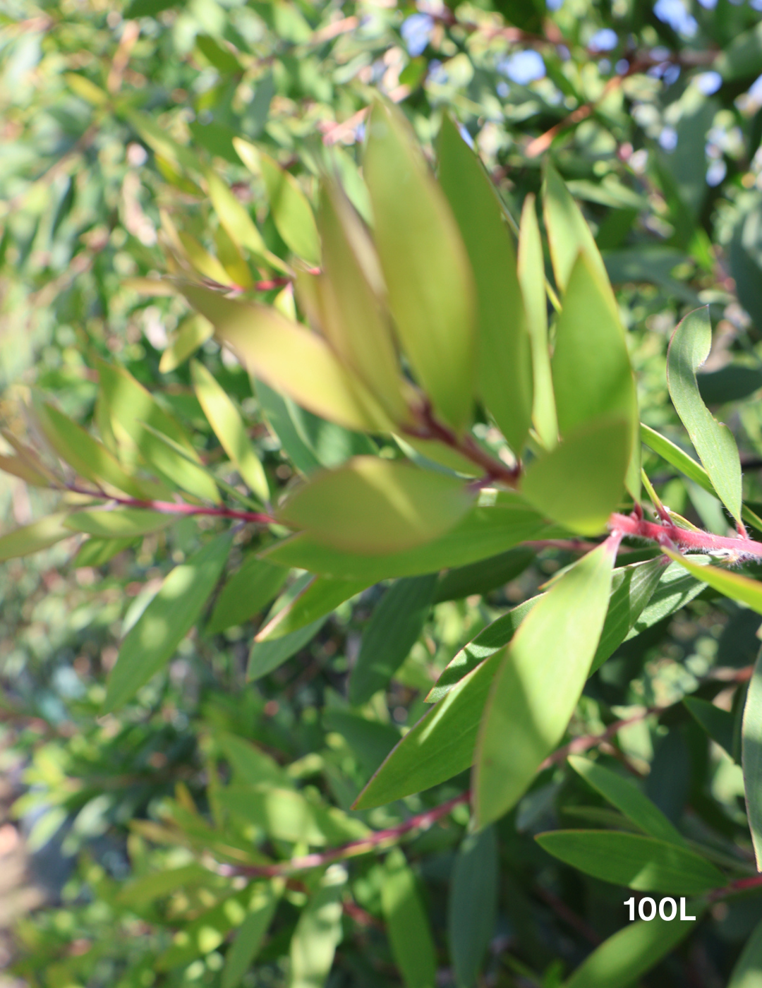 Melaleuca quinquenervia (paper bark tree) - Evergreen Trees Direct