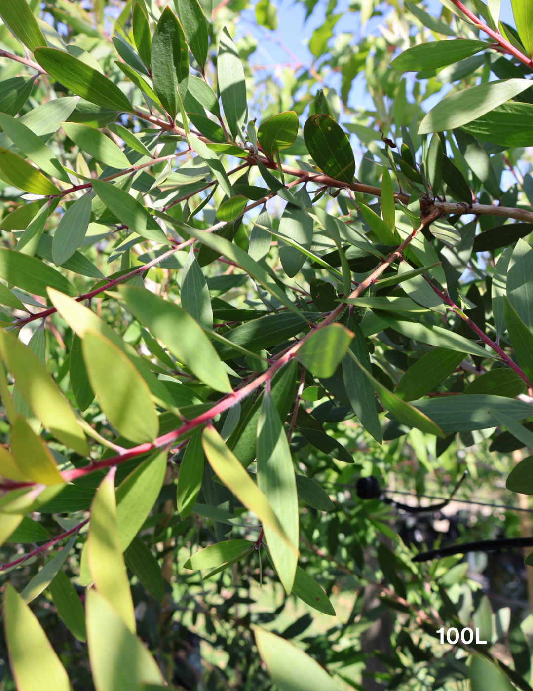 Melaleuca quinquenervia (paper bark tree) - Evergreen Trees Direct