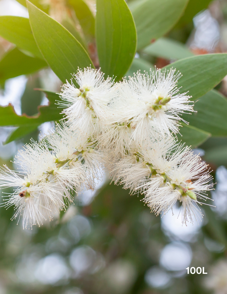 Melaleuca quinquenervia (paper bark tree)