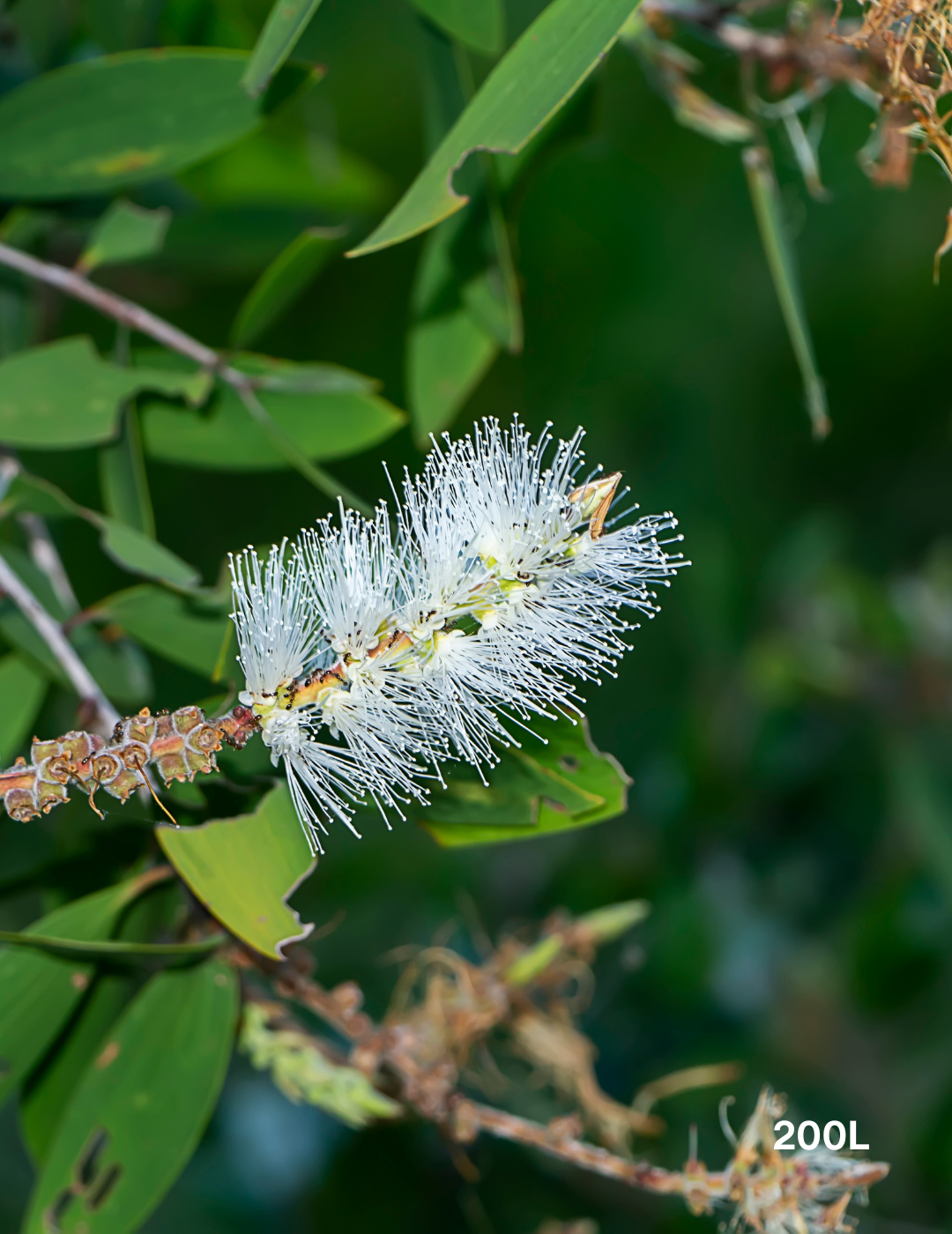 Melaleuca quinquenervia (paper bark tree) - Evergreen Trees Direct