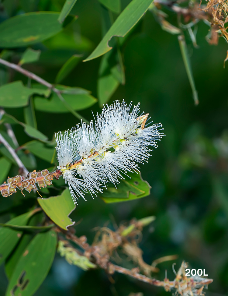 Melaleuca quinquenervia (paper bark tree)