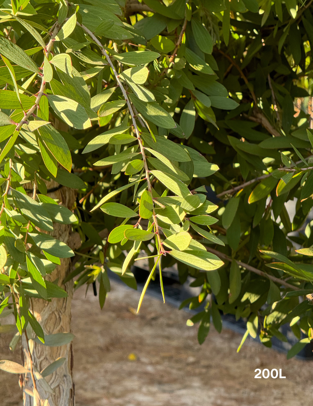 Melaleuca quinquenervia (paper bark tree) - Evergreen Trees Direct