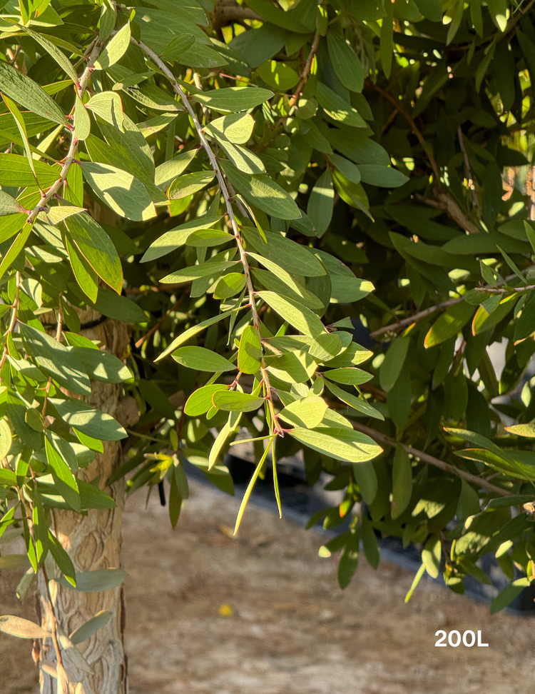 Melaleuca quinquenervia (paper bark tree)