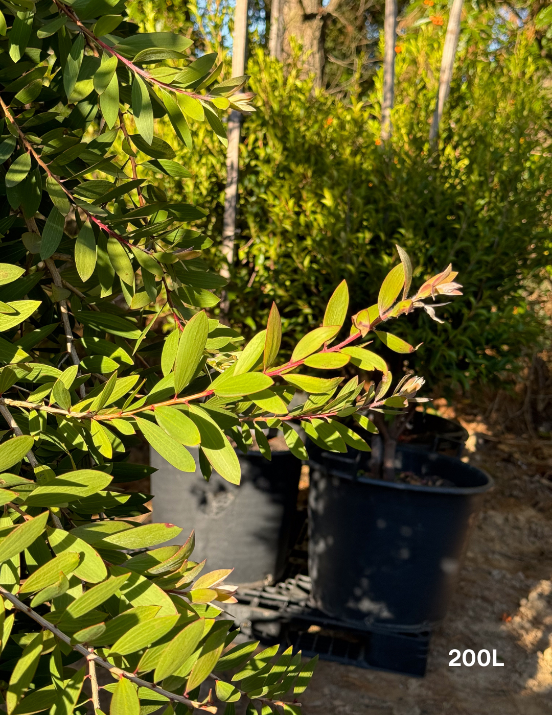 Melaleuca quinquenervia (paper bark tree) - Evergreen Trees Direct