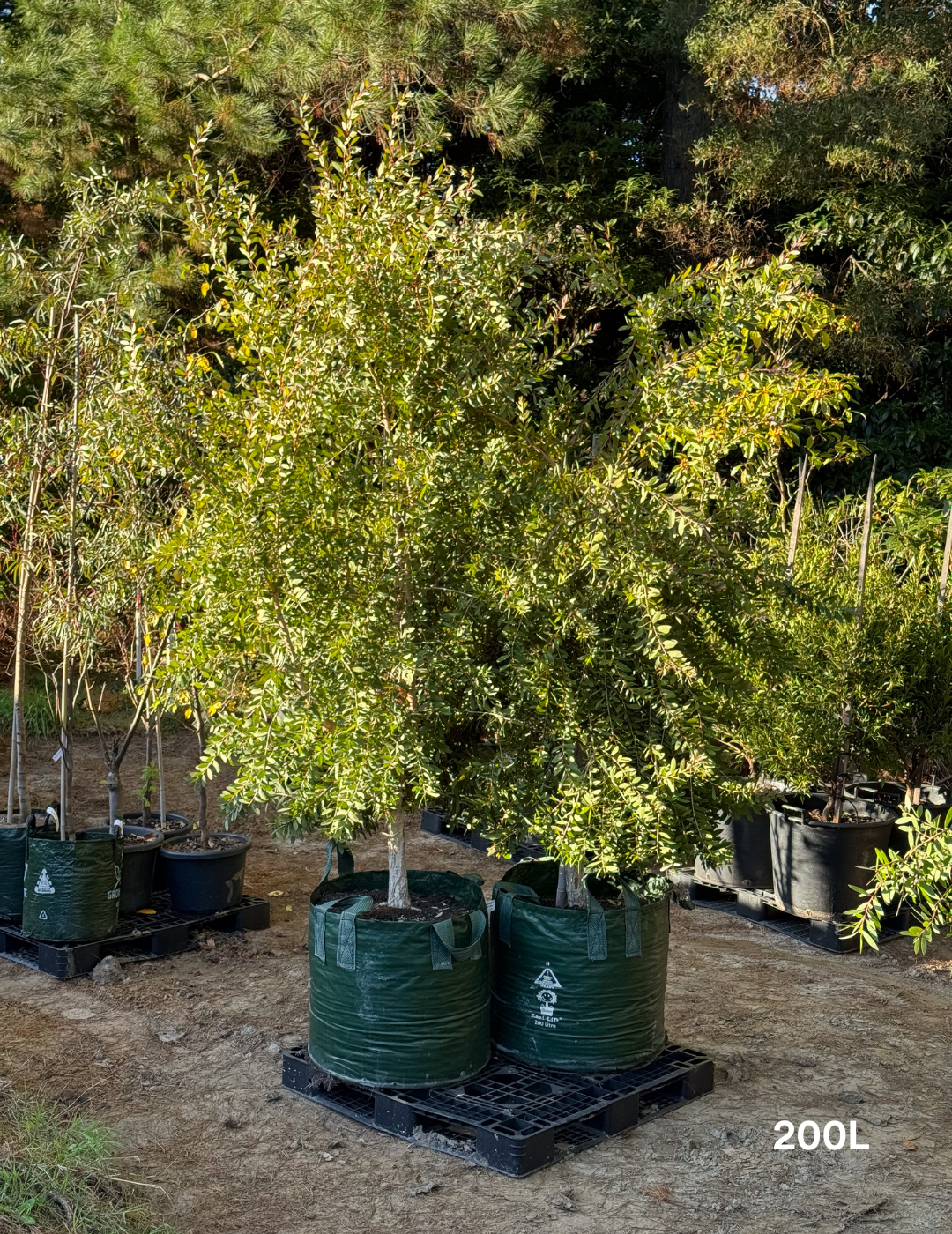 Melaleuca quinquenervia (paper bark tree) - Evergreen Trees Direct