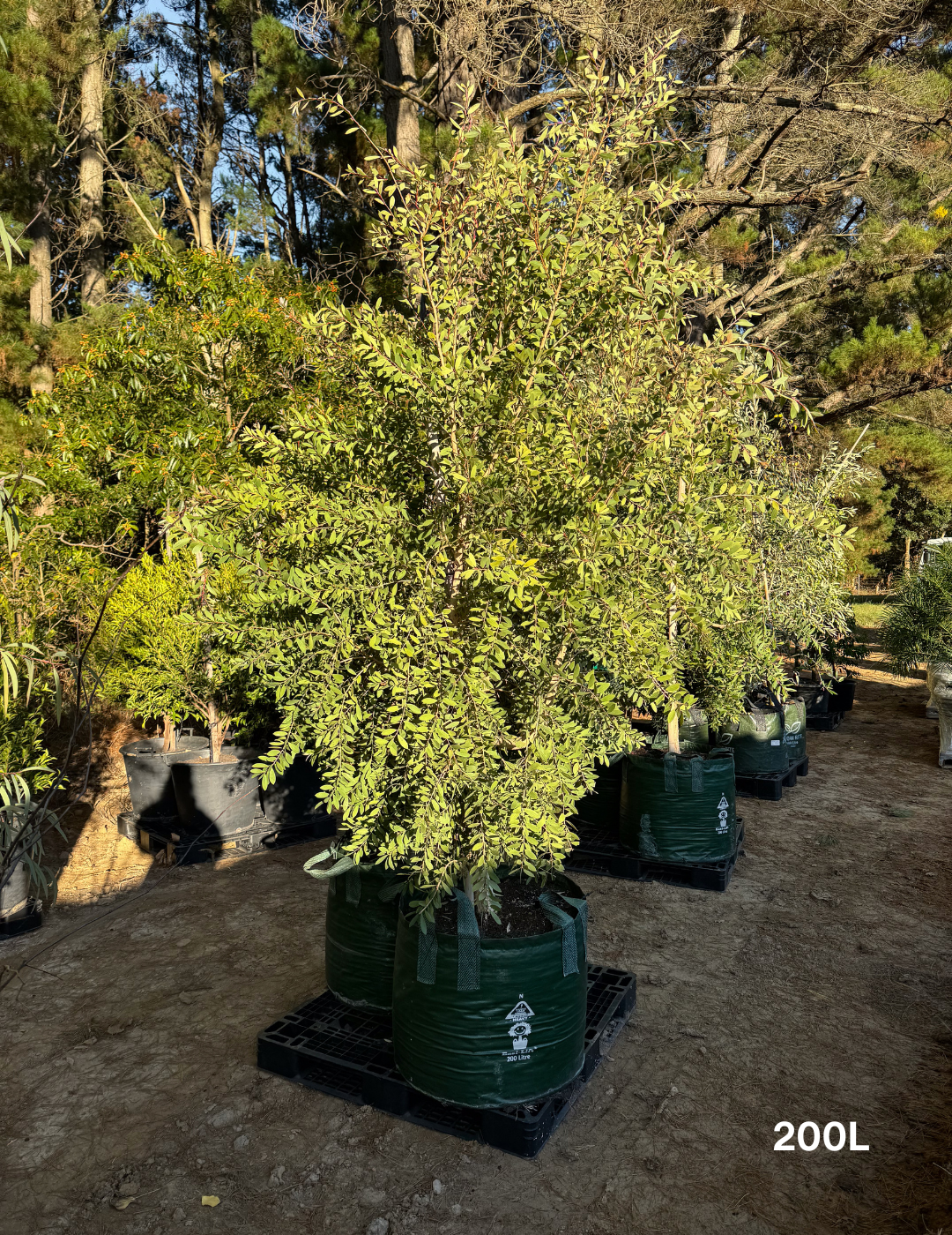 Melaleuca quinquenervia (paper bark tree) - Evergreen Trees Direct