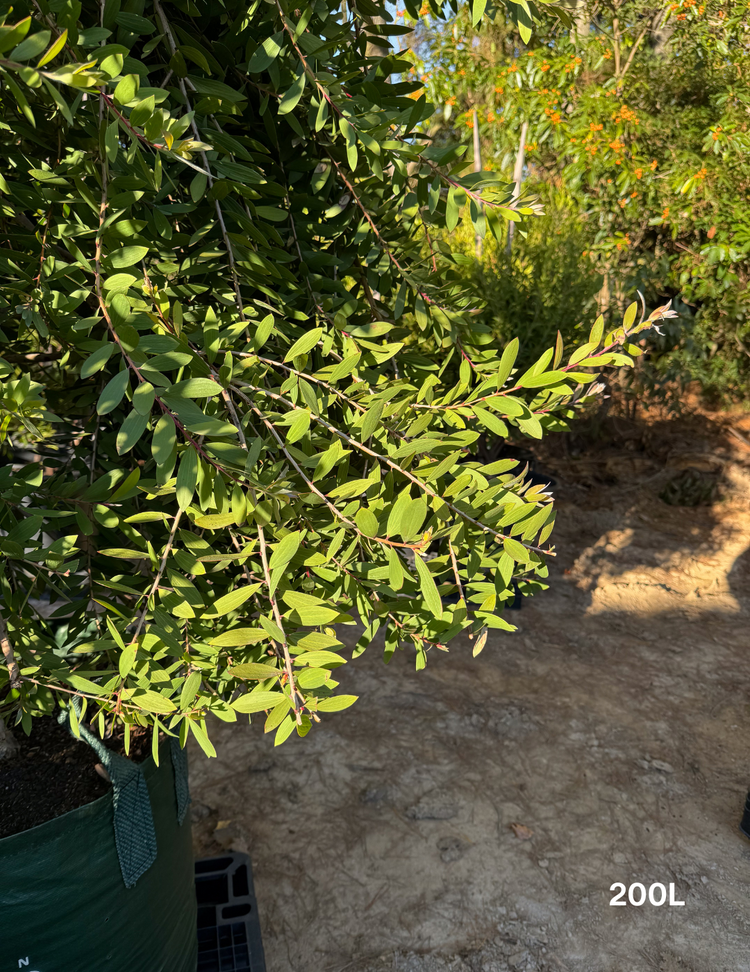 Melaleuca quinquenervia (paper bark tree)