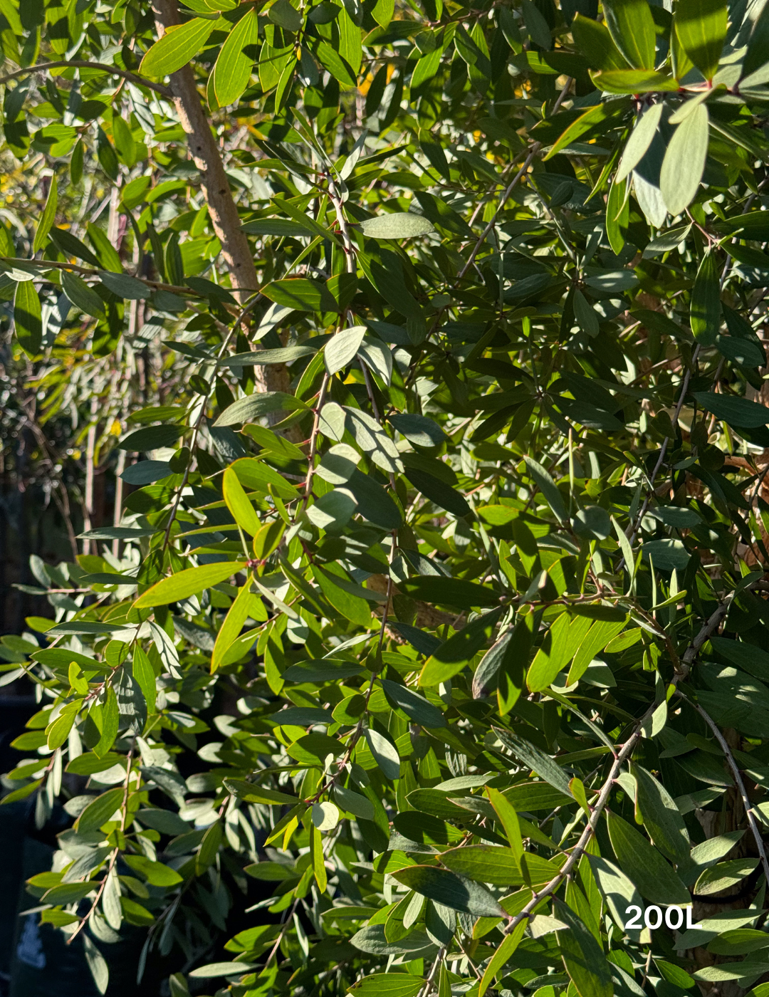 Melaleuca quinquenervia (paper bark tree) - Evergreen Trees Direct