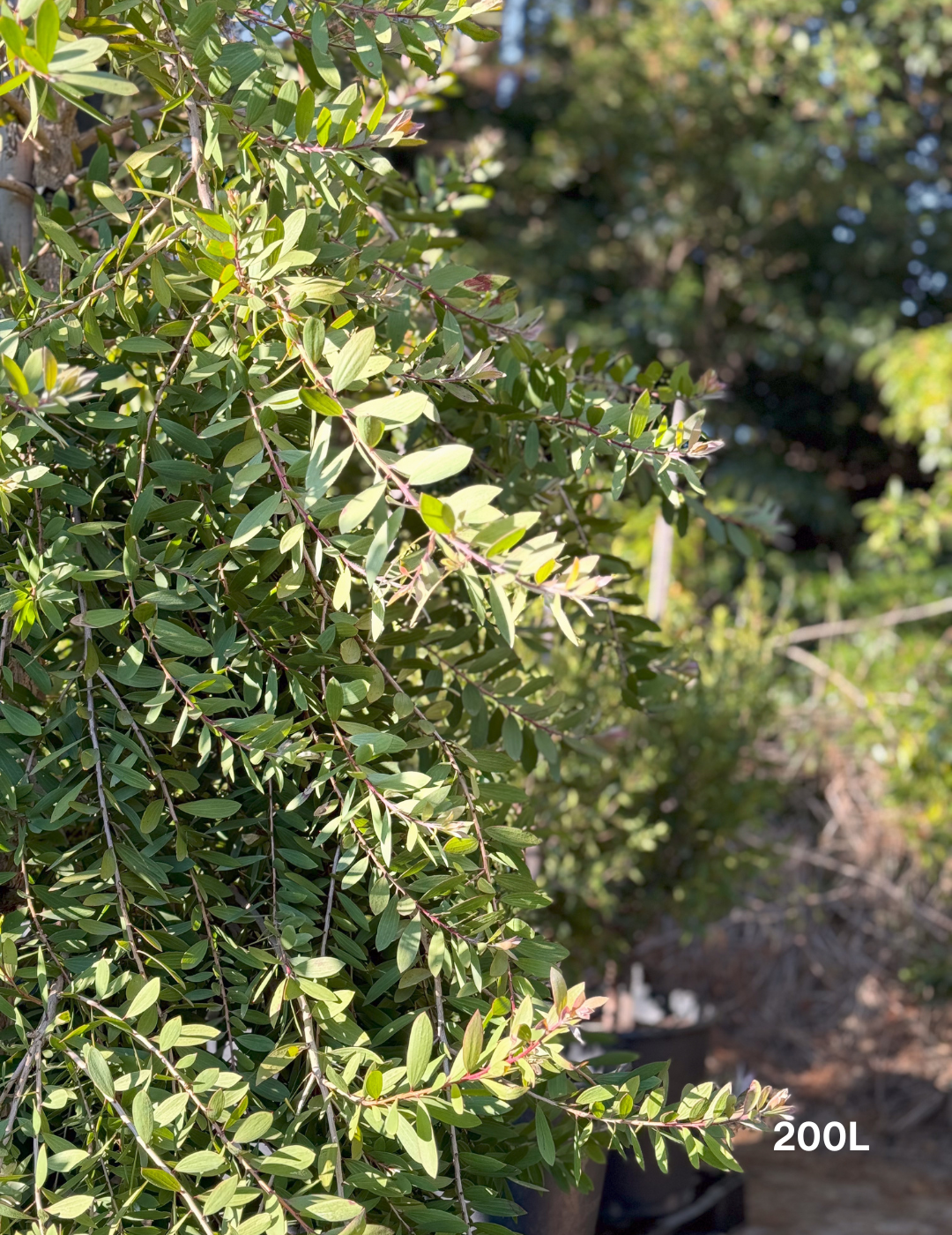 Melaleuca quinquenervia (paper bark tree) - Evergreen Trees Direct