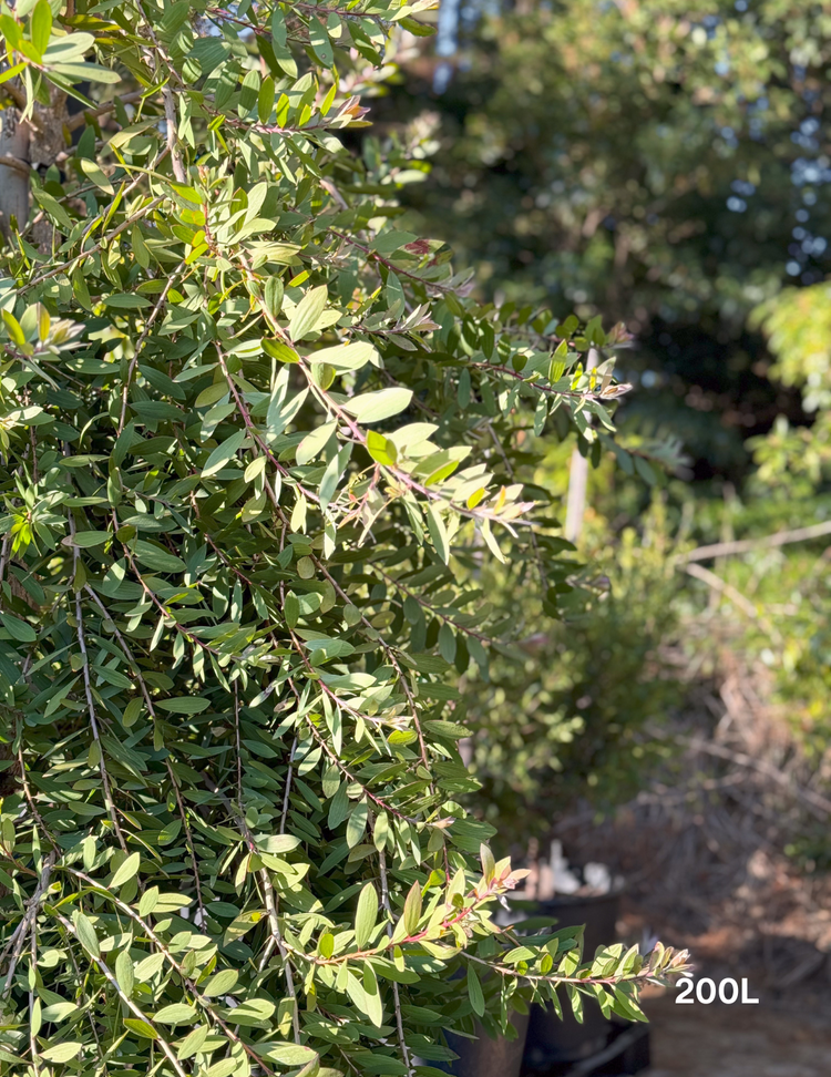 Melaleuca quinquenervia (paper bark tree)