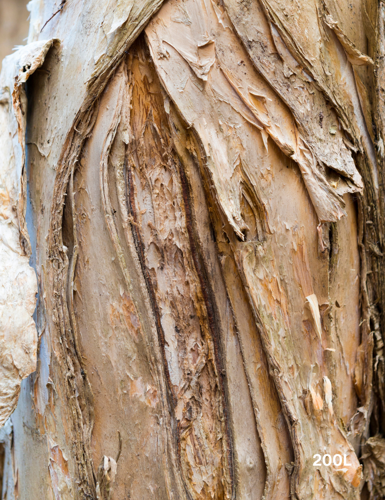 Melaleuca quinquenervia (paper bark tree)
