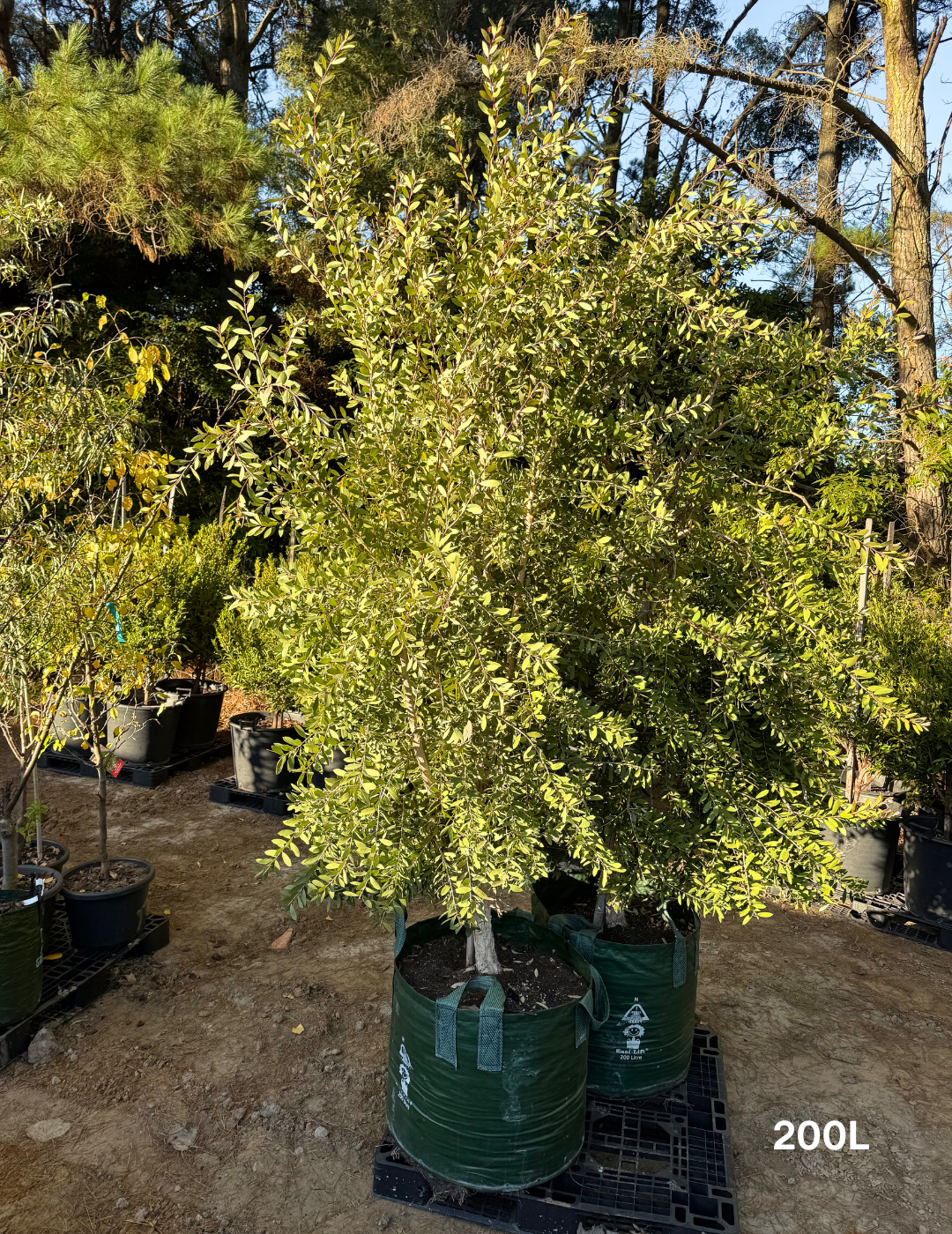 Melaleuca quinquenervia (paper bark tree) - Evergreen Trees Direct