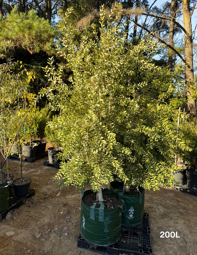 Melaleuca quinquenervia (paper bark tree)