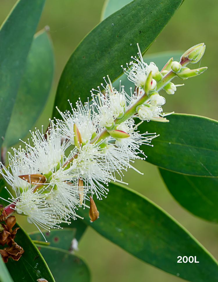 Melaleuca quinquenervia (paper bark tree)