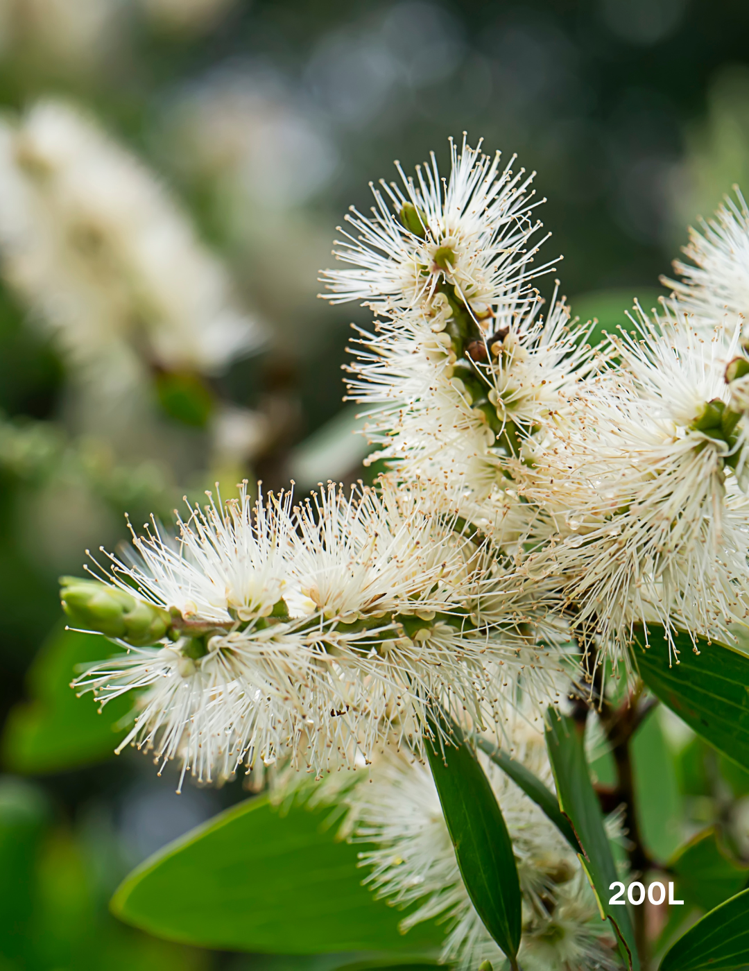 Melaleuca quinquenervia (paper bark tree) - Evergreen Trees Direct