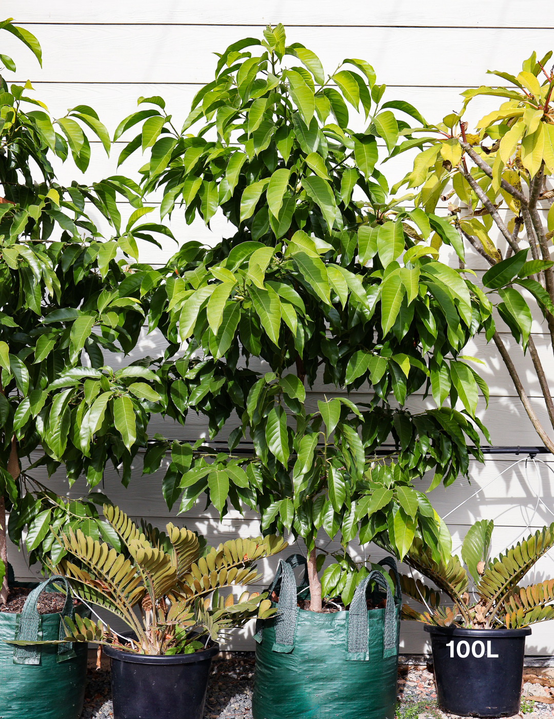 Michelia Alba - Evergreen Trees Direct