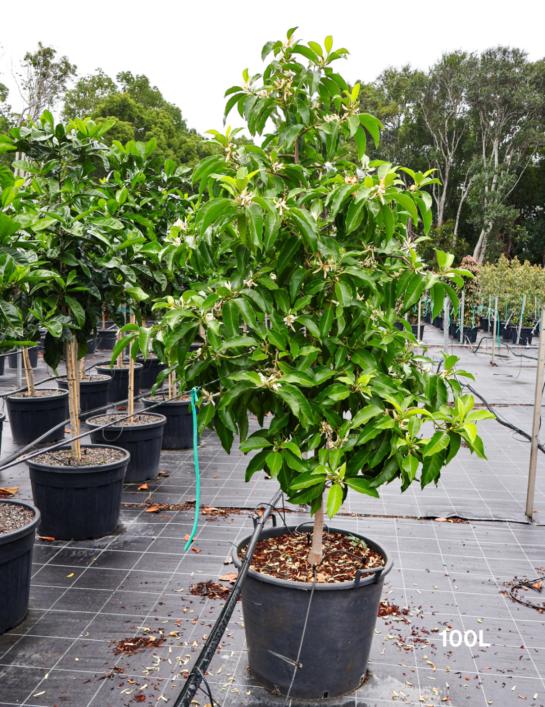 Michelia Alba - Evergreen Trees Direct