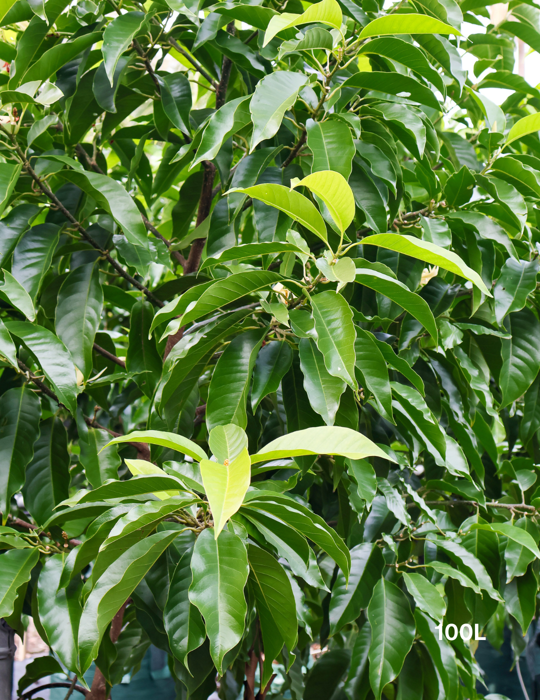 Michelia Alba - Evergreen Trees Direct