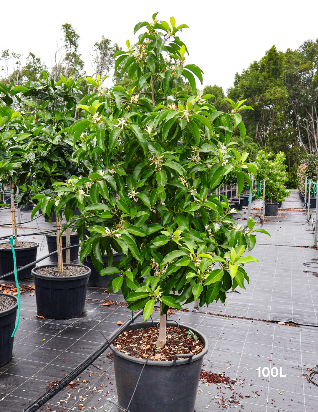 Michelia Alba - Evergreen Trees Direct