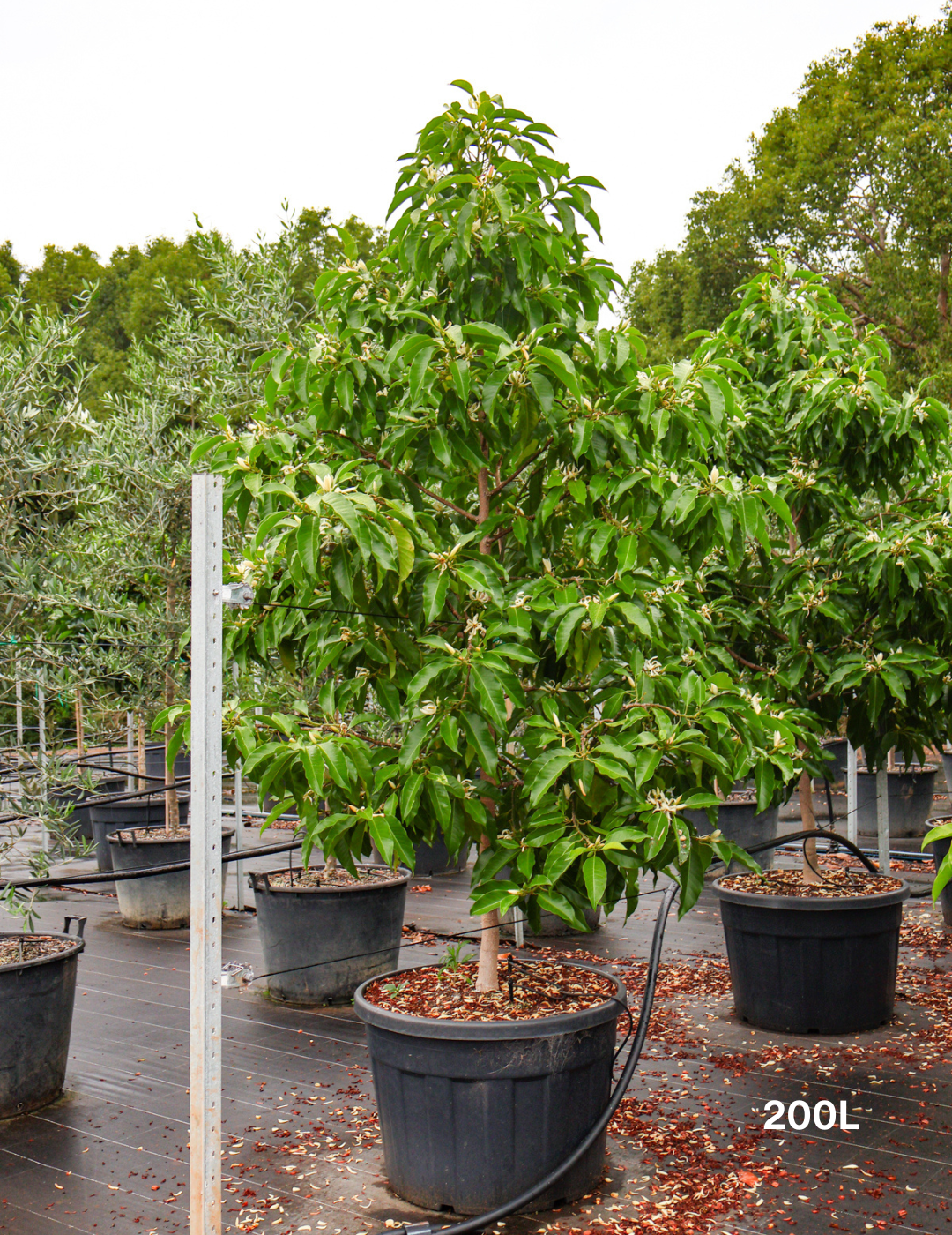 Michelia Alba - Evergreen Trees Direct