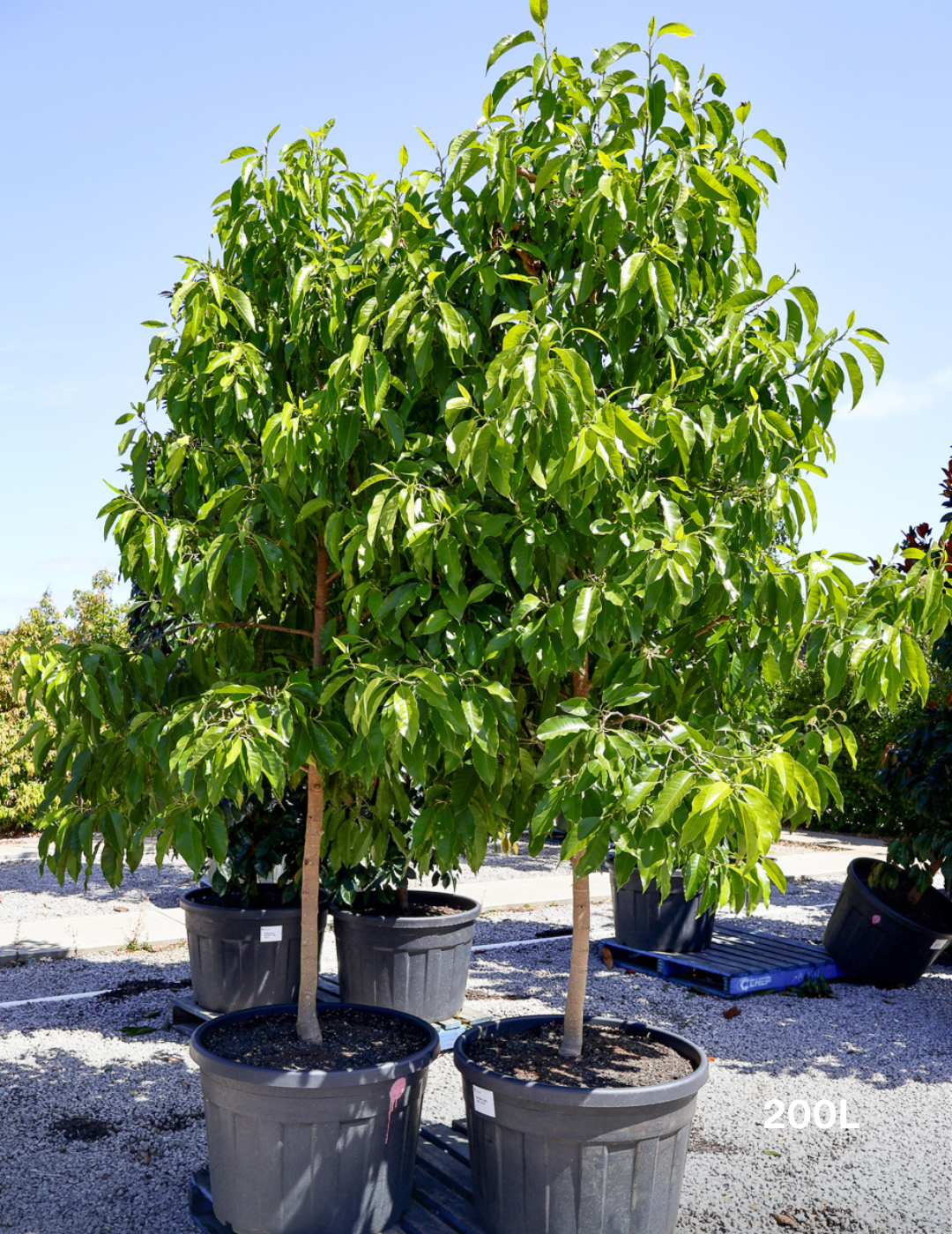 Michelia Alba - Evergreen Trees Direct