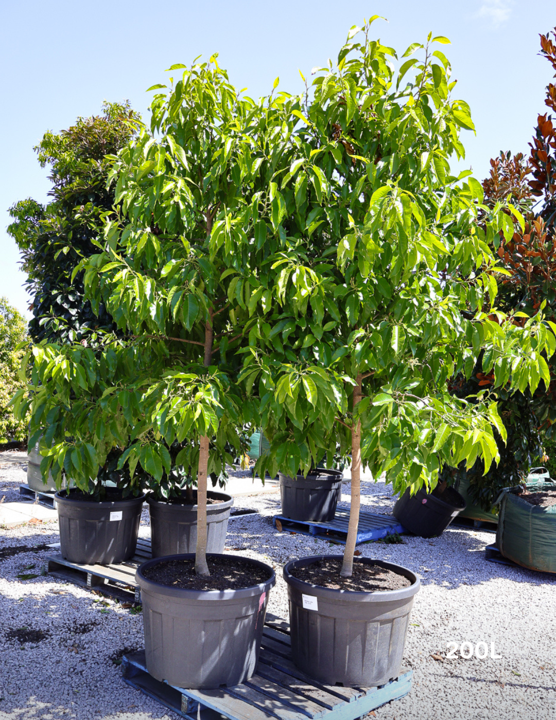 Michelia Alba - Evergreen Trees Direct