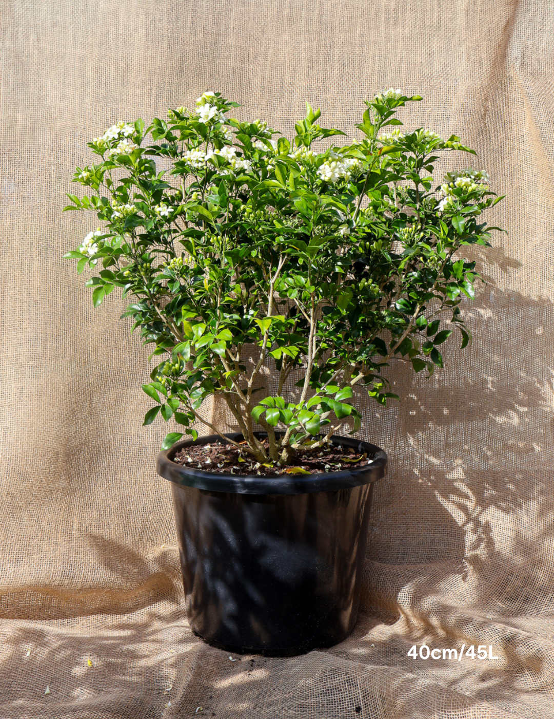 Murraya paniculata - Evergreen Trees Direct