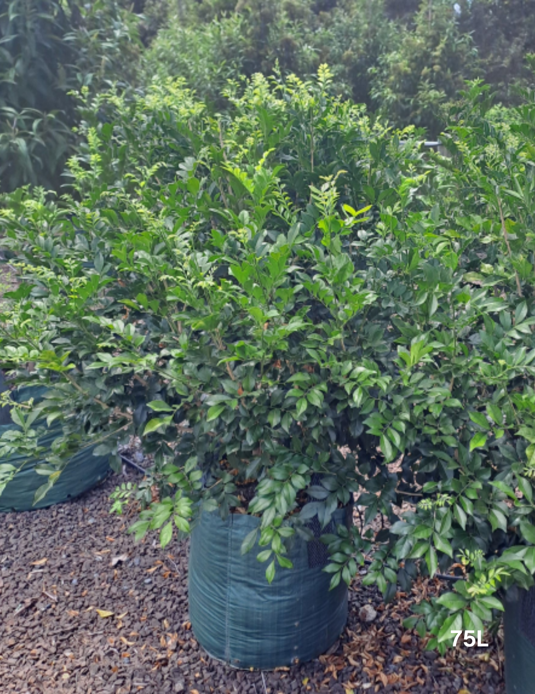 Murraya paniculata - Evergreen Trees Direct