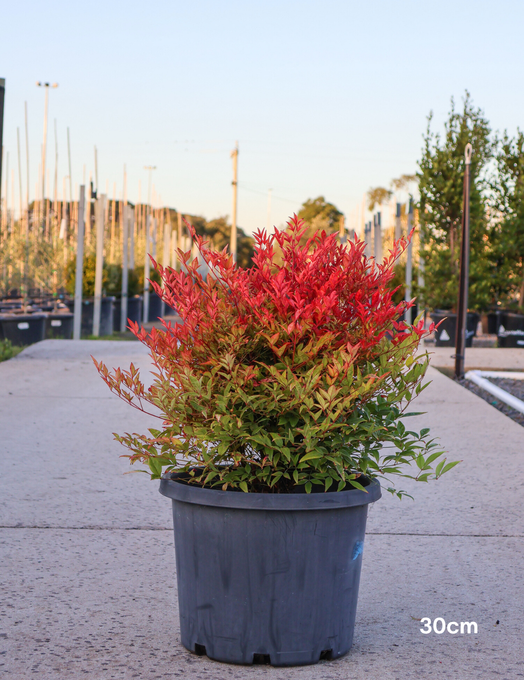 Nandina 'Moon Bay' - Evergreen Trees Direct