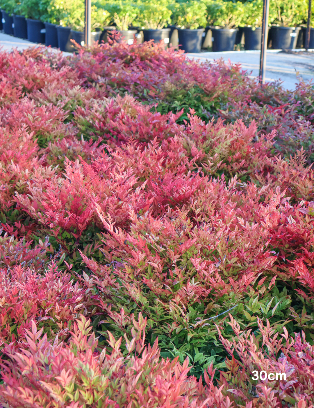 Nandina 'Moon Bay' - Evergreen Trees Direct