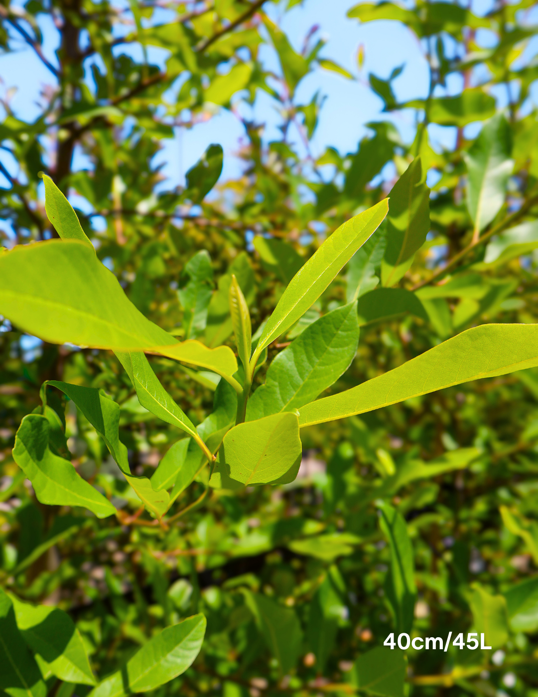 Nyssa sylvatica 'Forum' - Evergreen Trees Direct