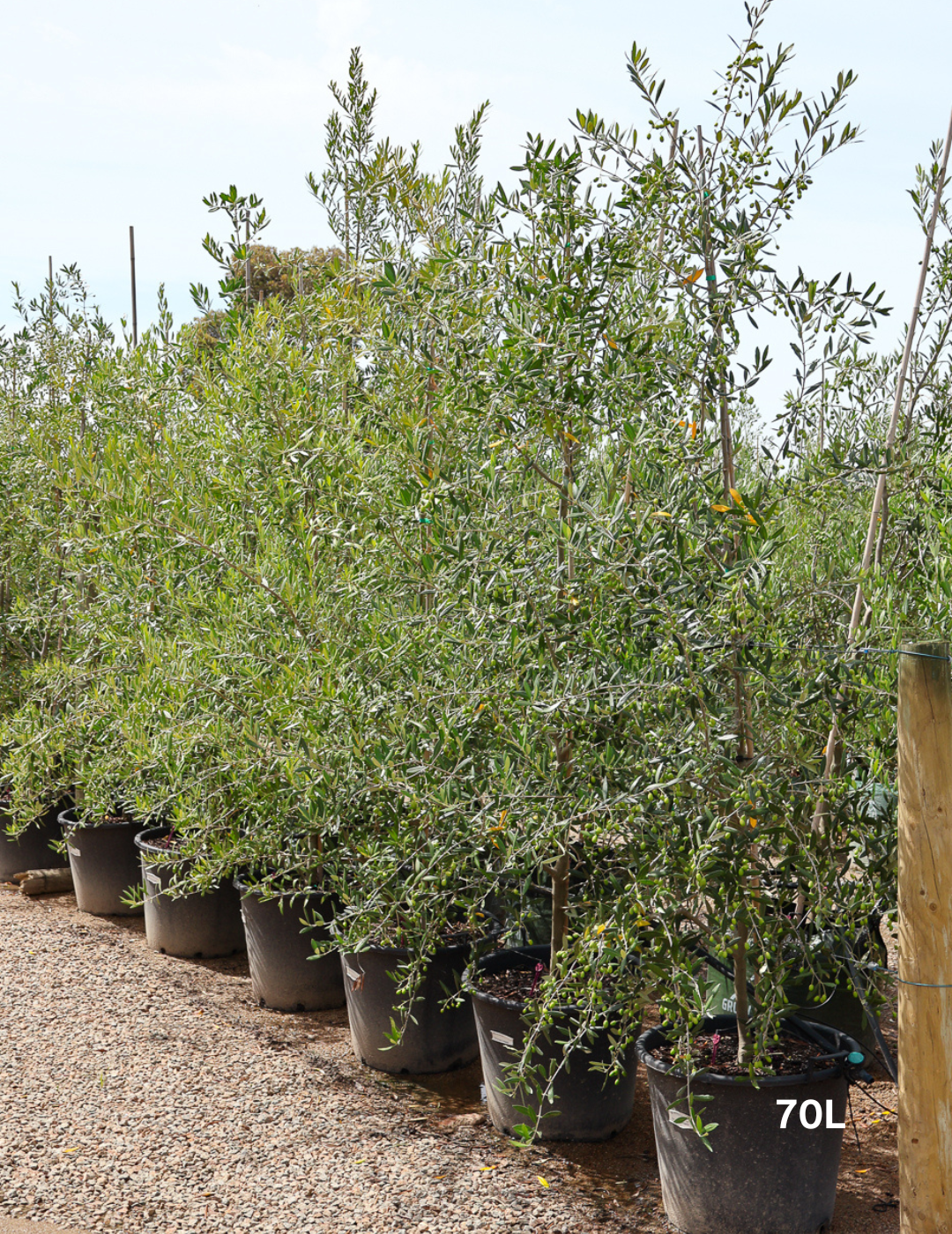 Olea europaea 'Correggiola' Olive - Evergreen Trees Direct