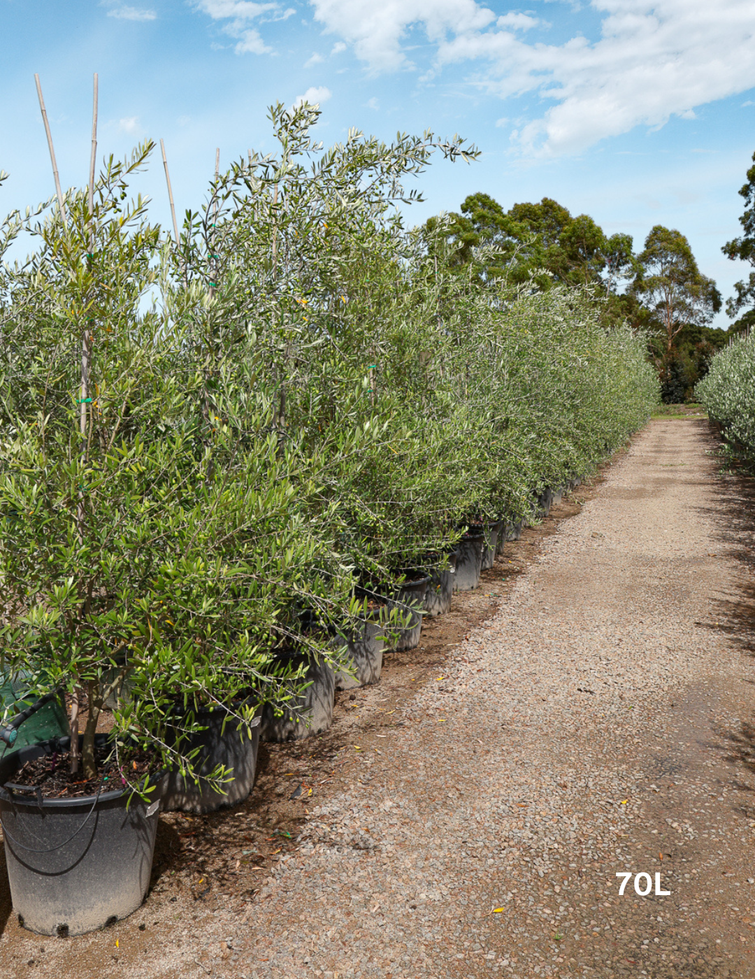 Olea europaea 'Correggiola' Olive - Evergreen Trees Direct