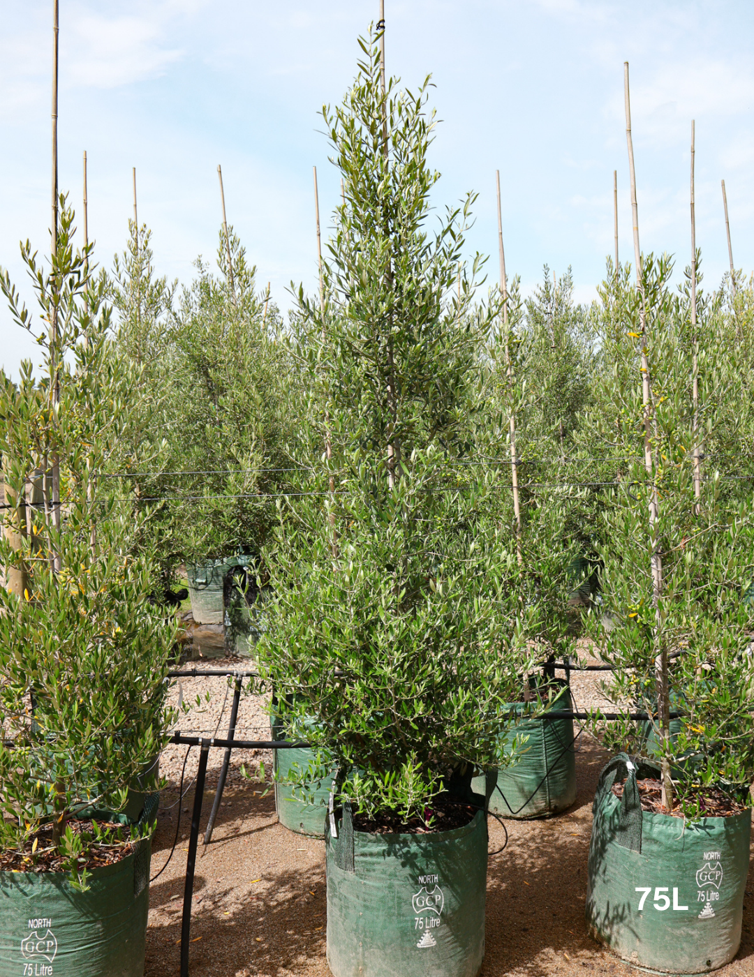 Olea 'Bambalina' Olive Tree