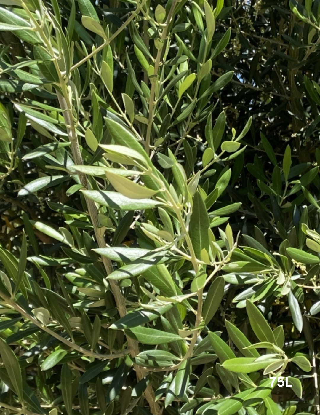 Olea 'Bambalina' Olive Tree