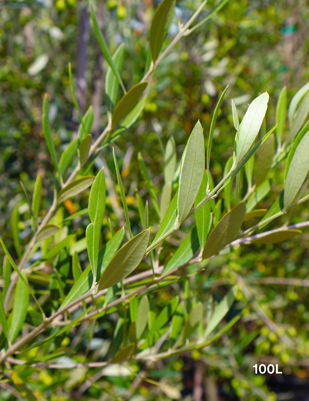 Olea europaea 'Correggiola' Olive - Evergreen Trees Direct