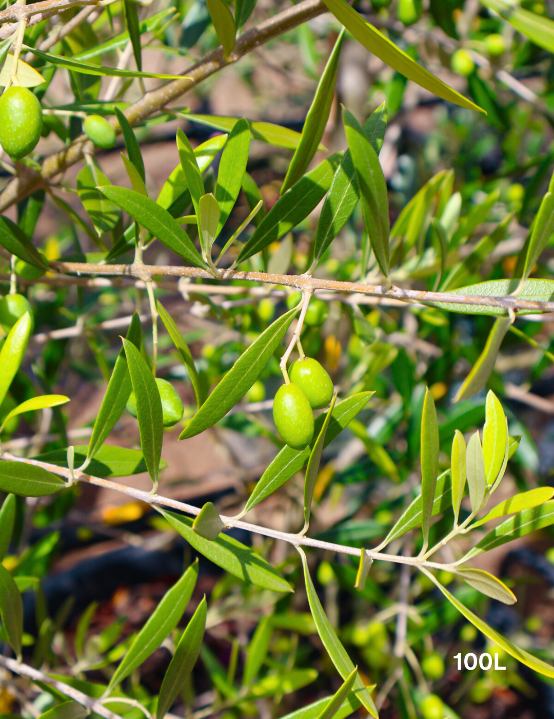 Olea europaea 'Correggiola' Olive - Evergreen Trees Direct